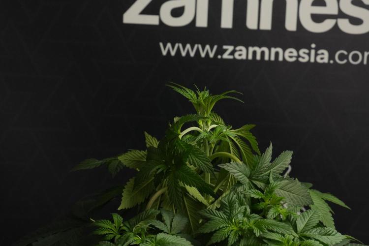 Passion Fruitz By Zamnesia. Week 7 - Passion Fruitz 