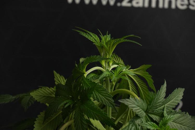 Passion Fruitz By Zamnesia. Week 7 - Passion Fruitz 