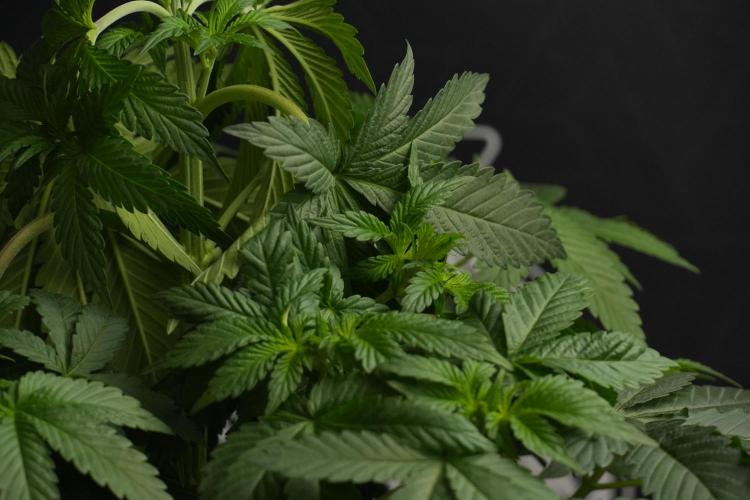 Passion Fruitz By Zamnesia. Week 7 - Passion Fruitz 