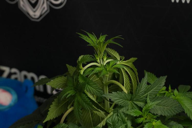 Passion Fruitz By Zamnesia. Week 7 - Passion Fruitz 