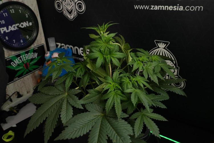 Passion Fruitz By Zamnesia. Week 7 - Passion Fruitz 