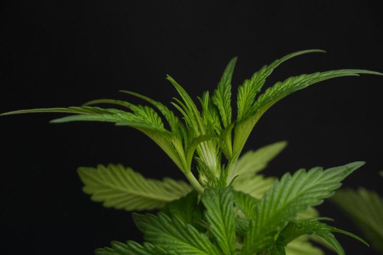 Passion Fruitz By Zamnesia. Week 7 - Passion Fruitz 