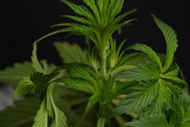 Passion Fruitz By Zamnesia. Week 7 - Passion Fruitz 
