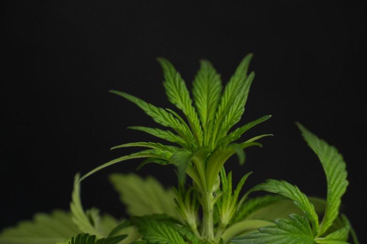 Passion Fruitz By Zamnesia. Week 7 - Passion Fruitz 