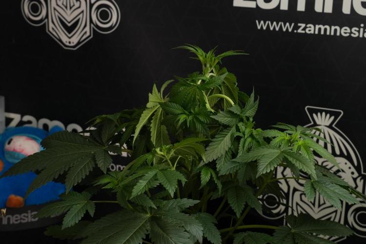 Passion Fruitz By Zamnesia. Week 7 - Passion Fruitz 