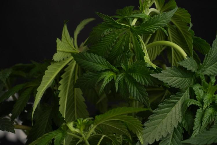 Passion Fruitz By Zamnesia. Week 7 - Passion Fruitz 