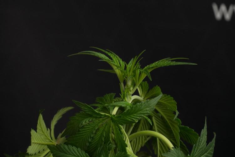 Passion Fruitz By Zamnesia. Week 7 - Passion Fruitz 