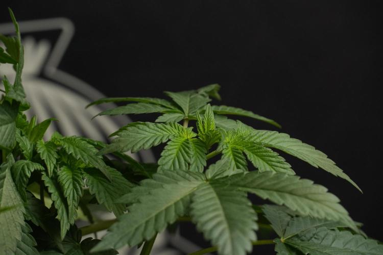 Passion Fruitz By Zamnesia. Week 7 - Passion Fruitz 