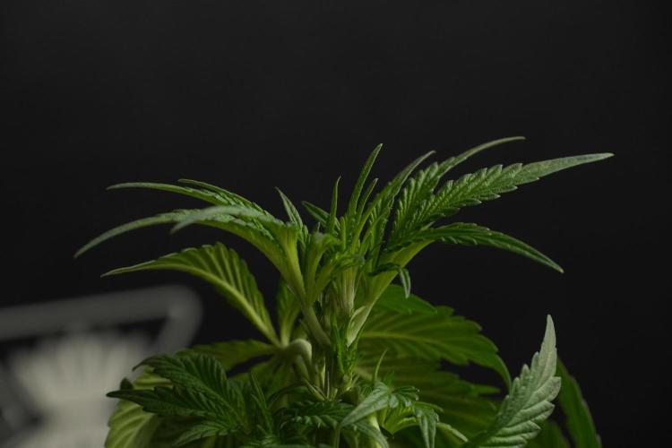 Passion Fruitz By Zamnesia. Week 7 - Passion Fruitz 