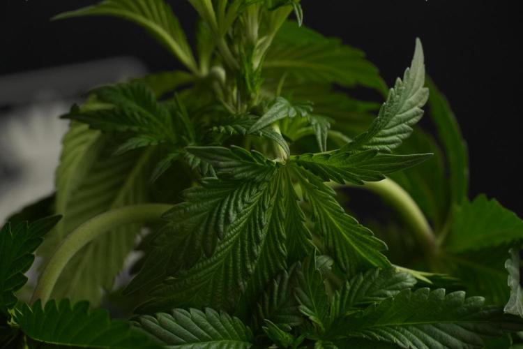 Passion Fruitz By Zamnesia. Week 7 - Passion Fruitz 