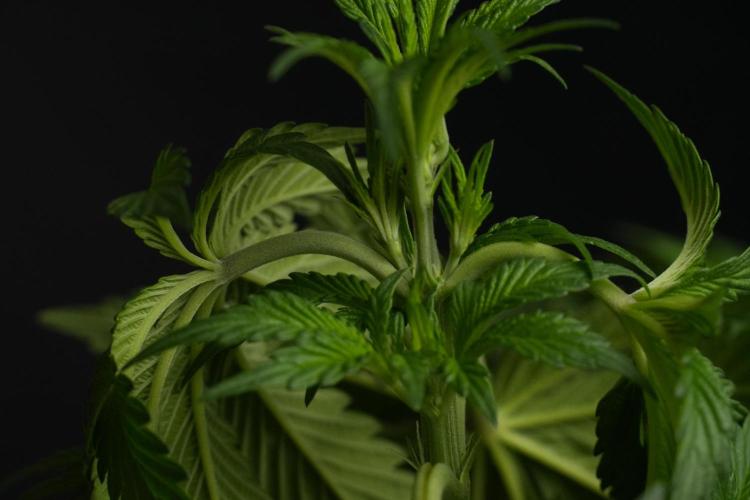 Passion Fruitz By Zamnesia. Week 7 - Passion Fruitz 