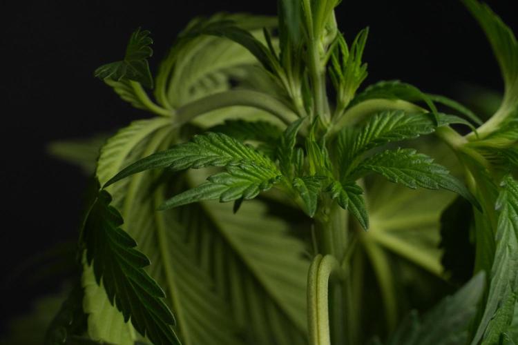 Passion Fruitz By Zamnesia. Week 7 - Passion Fruitz 