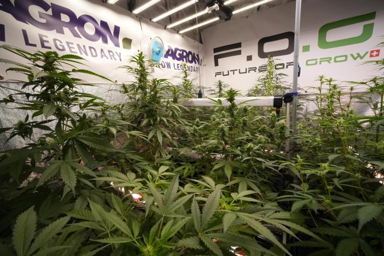 Passion Fruitz By Zamnesia. Week 7 - Room and vibes
