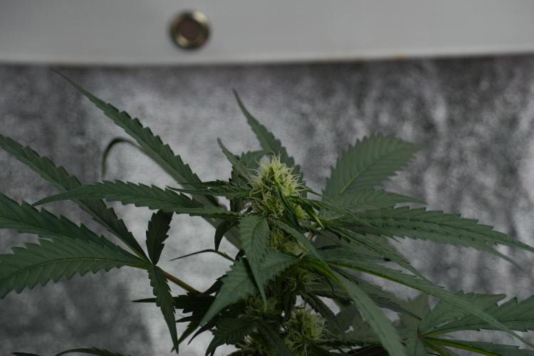Purple Haze By Zamnesia Pheno A. Week 7 - Purple Haze Pheno A 