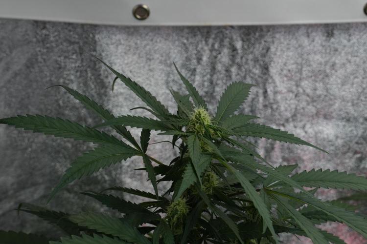 Purple Haze By Zamnesia Pheno A. Week 7 - Purple Haze Pheno A 