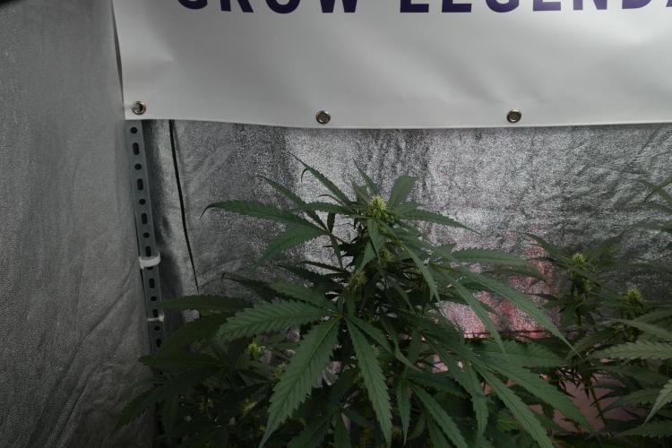Purple Haze By Zamnesia Pheno A. Week 7 - Purple Haze Pheno A 