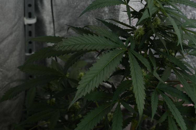 Purple Haze By Zamnesia Pheno A. Week 7 - Purple Haze Pheno A Leaf