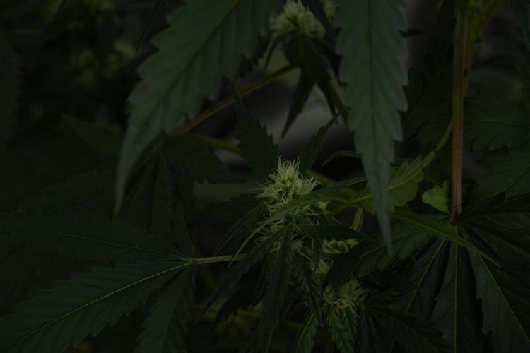 Purple Haze By Zamnesia Pheno A. Week 7 - Purple Haze Pheno A 