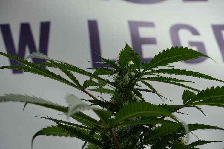 Purple Haze By Zamnesia Pheno A. Week 7 - Purple Haze Pheno A 