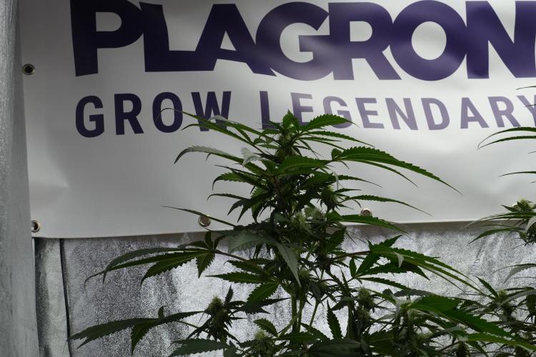 Purple Haze By Zamnesia Pheno A. Week 7 - Purple Haze Pheno A 