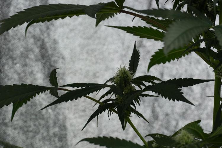 Purple Haze By Zamnesia Pheno A. Week 7 - Purple Haze Pheno A 