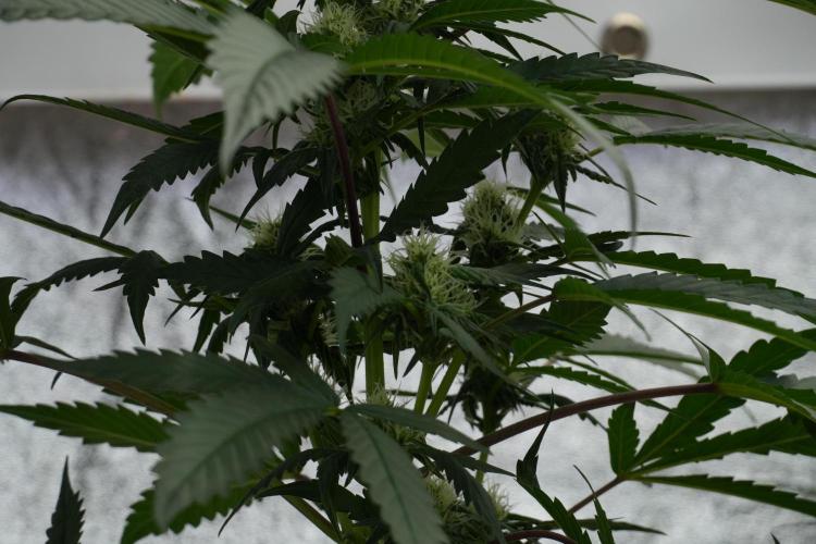 Purple Haze By Zamnesia Pheno A. Week 7 - Purple Haze Pheno A 