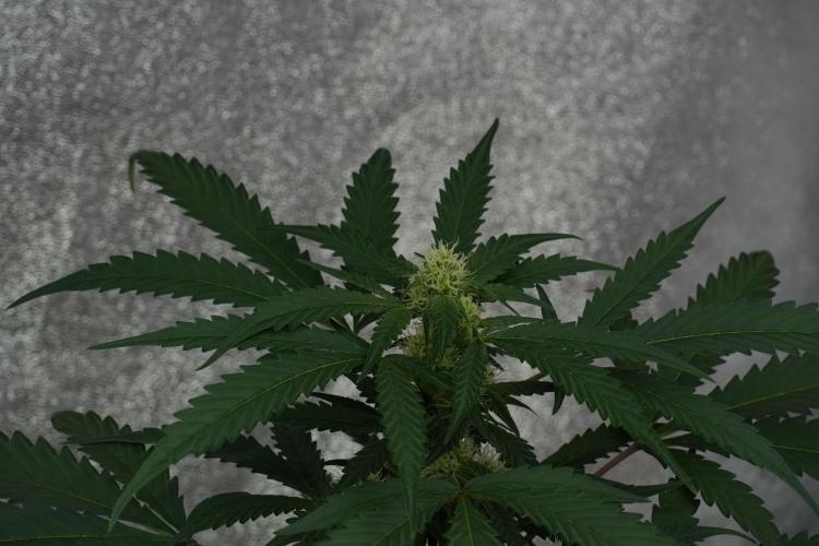 Purple Haze By Zamnesia Pheno A. Week 7 - Purple Haze Pheno A 