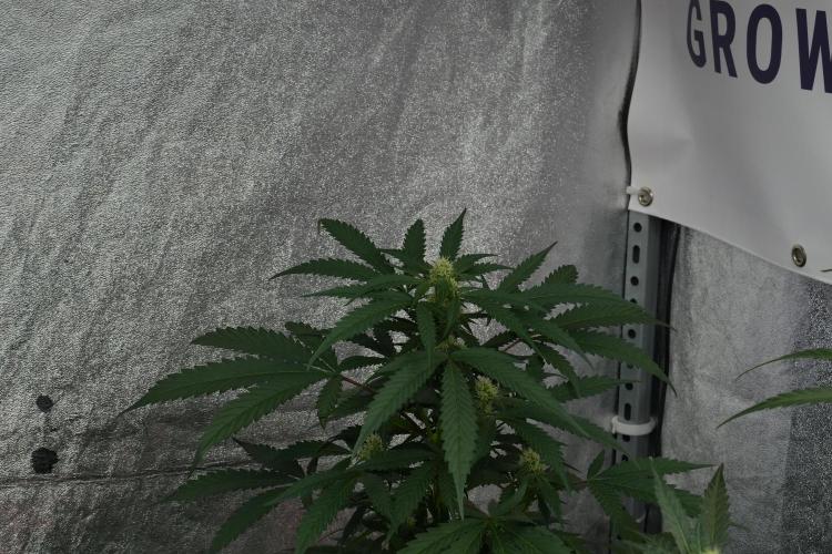 Purple Haze By Zamnesia Pheno A. Week 7 - Purple Haze Pheno A 