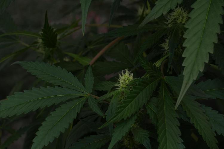 Purple Haze By Zamnesia Pheno A. Week 7 - Purple Haze Pheno A 