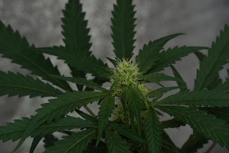 Purple Haze By Zamnesia Pheno A. Week 7 - Purple Haze Pheno A 