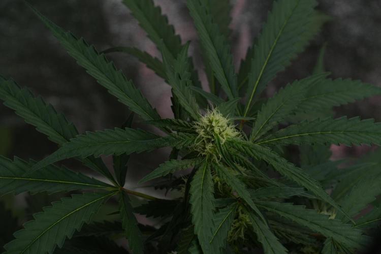 Purple Haze By Zamnesia Pheno A. Week 7 - Purple Haze Pheno A 