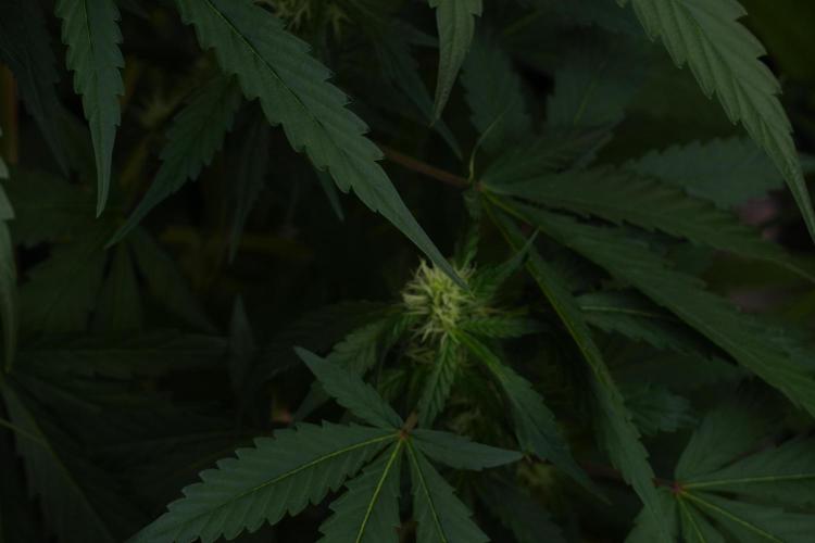 Purple Haze By Zamnesia Pheno A. Week 7 - Purple Haze Pheno A 