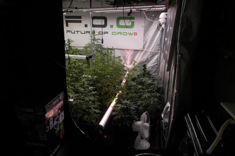 Purple Haze By Zamnesia Pheno A. Week 7 - Room and vibes 