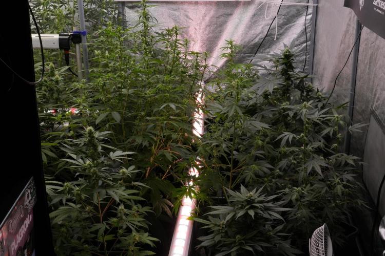 Purple Haze By Zamnesia Pheno A. Week 7 - Room and vibes 
