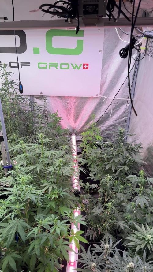 Purple Haze By Zamnesia Pheno A
