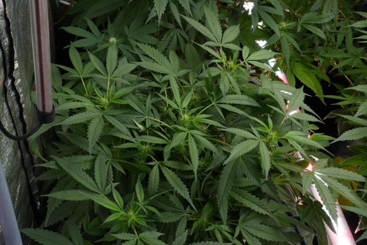 Pheno B Purple Haze By Zamnesia. Week 7 - Purple Haze Pheno B