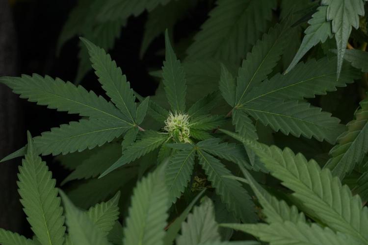 Pheno B Purple Haze By Zamnesia. Week 7 - Purple Haze Pheno B