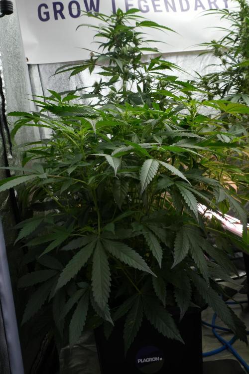 Pheno B Purple Haze By Zamnesia. Week 7 - Purple Haze Pheno B