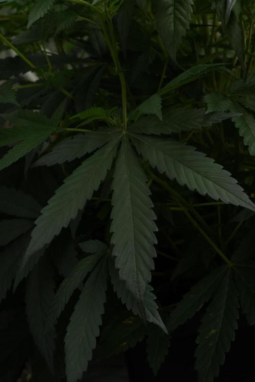 Pheno B Purple Haze By Zamnesia. Week 7 - Purple Haze Pheno B leafs