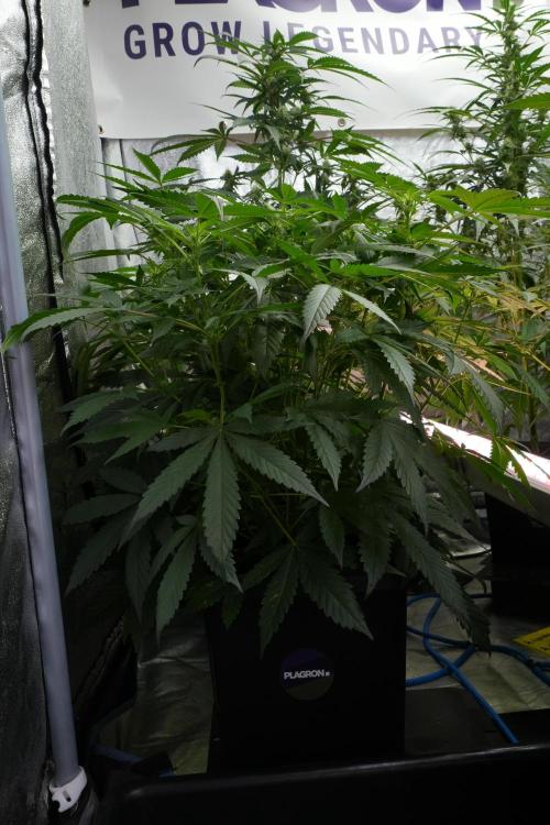 Pheno B Purple Haze By Zamnesia. Week 7 - Purple Haze Pheno B 