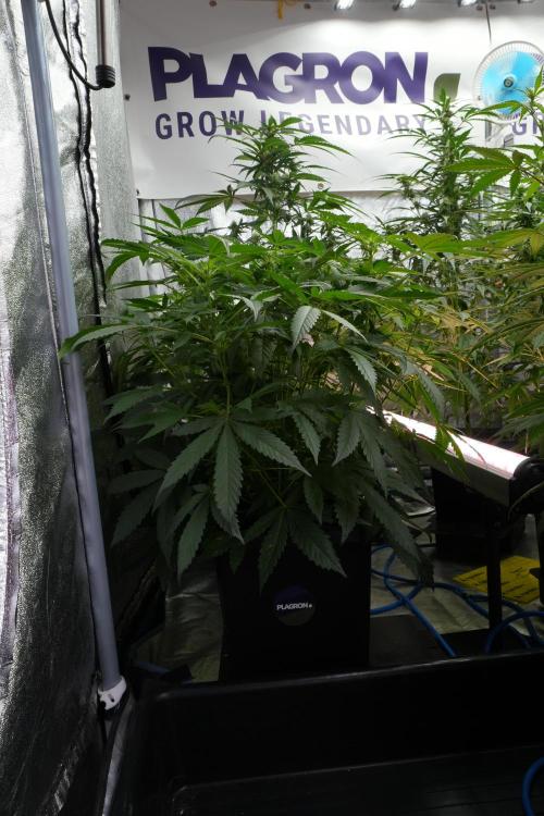 Pheno B Purple Haze By Zamnesia. Week 7 - Purple Haze Pheno B