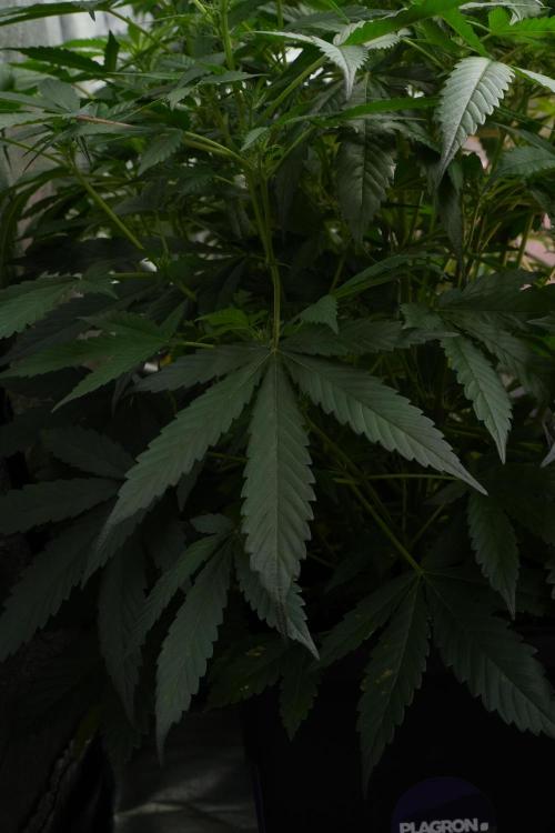 Pheno B Purple Haze By Zamnesia. Week 7 - Purple Haze Pheno B leafs