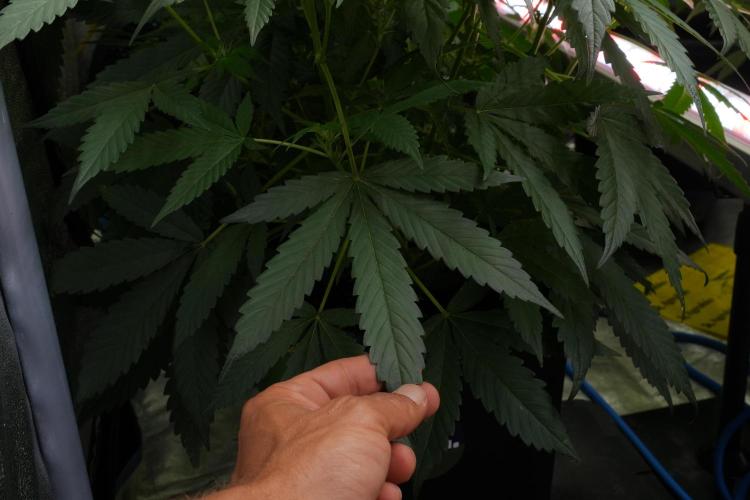 Pheno B Purple Haze By Zamnesia. Week 7 - Purple Haze Pheno B leafs