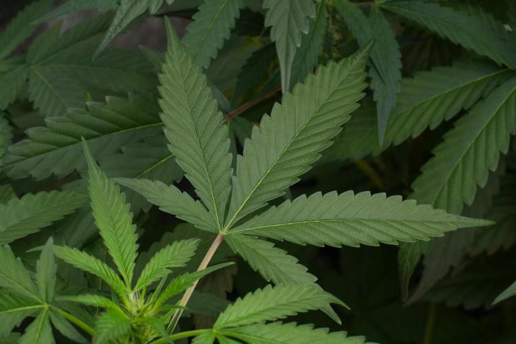 Pheno B Purple Haze By Zamnesia. Week 7 - Purple Haze Pheno B leafs