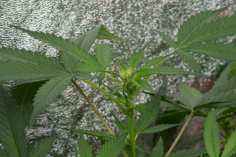 Pheno B Purple Haze By Zamnesia. Week 7 - Purple Haze Pheno B