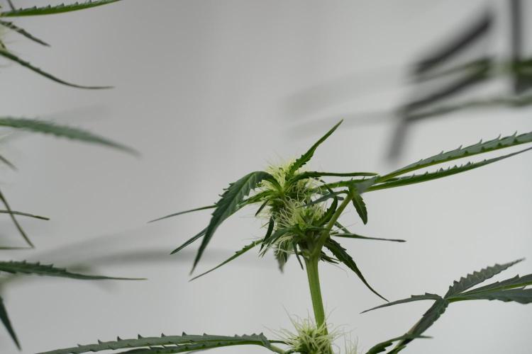 Amnesia Haze Auto by Zamnesia Pheno A. Week 7 - Amnesia Haze Auto Pheno A