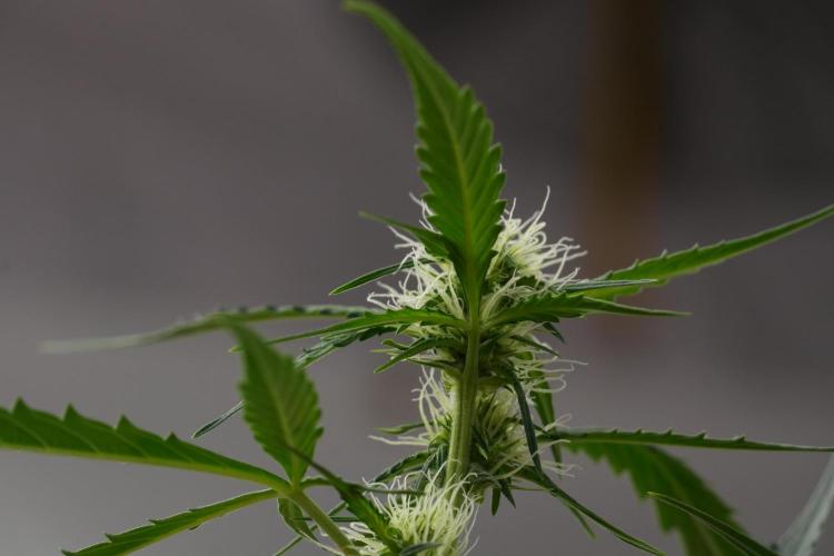 Amnesia Haze Auto by Zamnesia Pheno A. Week 7 - Amnesia Haze Auto Pheno A