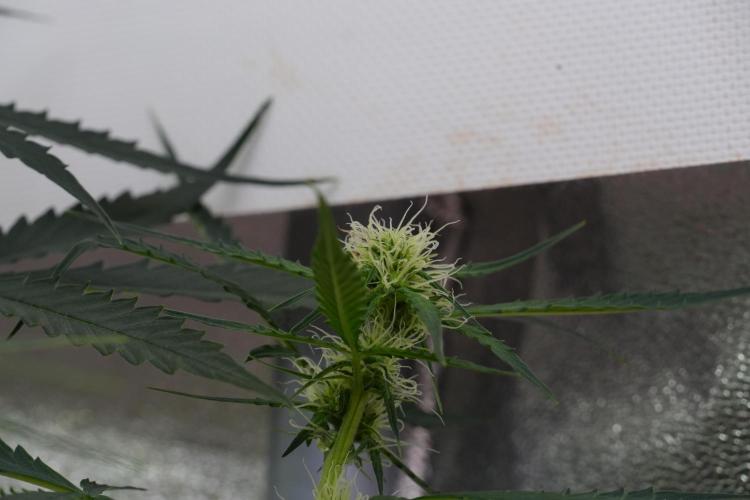 Amnesia Haze Auto by Zamnesia Pheno A. Week 7 - Amnesia Haze Auto Pheno A