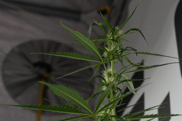 Amnesia Haze Auto by Zamnesia Pheno A. Week 7 - Amnesia Haze Auto Pheno A