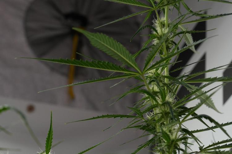 Amnesia Haze Auto by Zamnesia Pheno A. Week 7 - Amnesia Haze Auto Pheno A